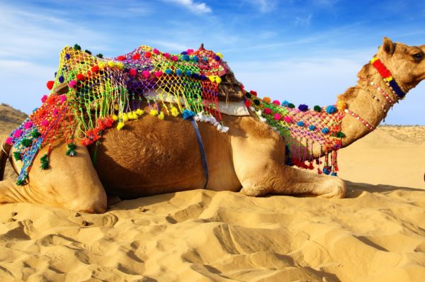 Experience the desert safari with adventurous fun Activities