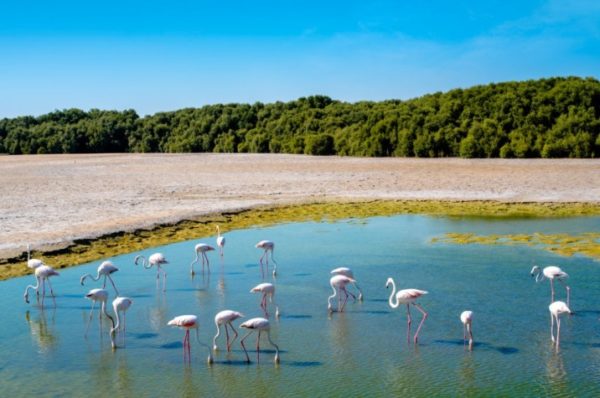 Witness Amazing Wildlife At Dubai’s First Tropical Forest